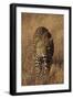 Leopard-DLILLC-Framed Photographic Print