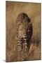 Leopard-DLILLC-Mounted Photographic Print