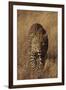 Leopard-DLILLC-Framed Photographic Print