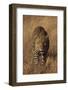 Leopard-DLILLC-Framed Photographic Print