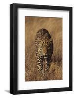 Leopard-DLILLC-Framed Photographic Print