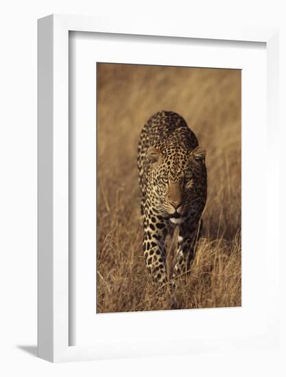 Leopard-DLILLC-Framed Photographic Print