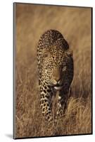 Leopard-DLILLC-Mounted Photographic Print