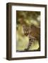 Leopard-DLILLC-Framed Photographic Print