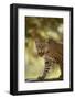 Leopard-DLILLC-Framed Photographic Print