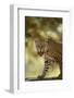 Leopard-DLILLC-Framed Photographic Print