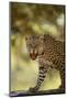 Leopard-DLILLC-Mounted Photographic Print