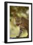 Leopard-DLILLC-Framed Photographic Print