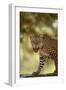 Leopard-DLILLC-Framed Photographic Print