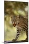 Leopard-DLILLC-Mounted Photographic Print