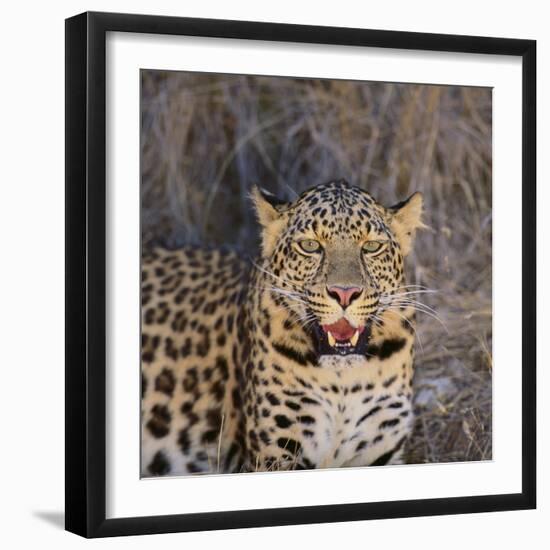 Leopard-DLILLC-Framed Photographic Print