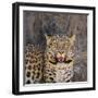 Leopard-DLILLC-Framed Photographic Print