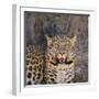 Leopard-DLILLC-Framed Photographic Print