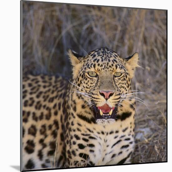 Leopard-DLILLC-Mounted Photographic Print