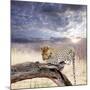 Leopard-Andrushko Galyna-Mounted Photographic Print