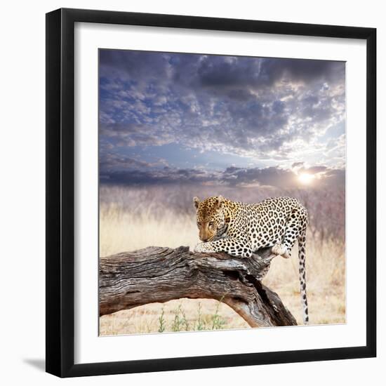 Leopard-Andrushko Galyna-Framed Photographic Print