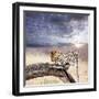 Leopard-Andrushko Galyna-Framed Photographic Print