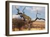 Leopard-Andrushko Galyna-Framed Photographic Print