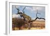 Leopard-Andrushko Galyna-Framed Photographic Print