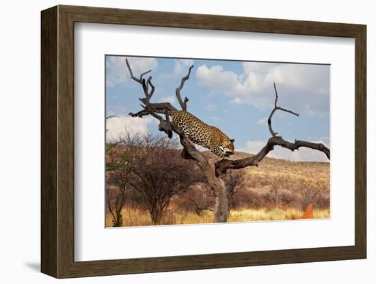 Leopard-Andrushko Galyna-Framed Photographic Print