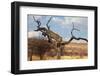 Leopard-Andrushko Galyna-Framed Photographic Print