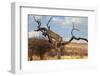 Leopard-Andrushko Galyna-Framed Photographic Print