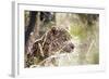 Leopard-instinia-Framed Photographic Print