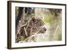 Leopard-instinia-Framed Photographic Print