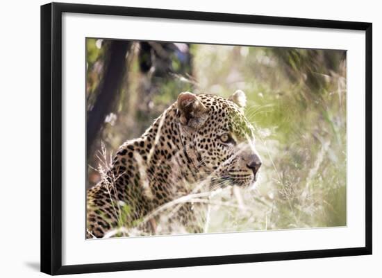 Leopard-instinia-Framed Photographic Print