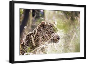 Leopard-instinia-Framed Photographic Print