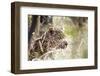 Leopard-instinia-Framed Photographic Print