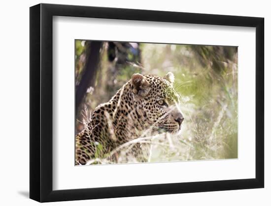 Leopard-instinia-Framed Photographic Print