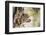 Leopard-instinia-Framed Photographic Print