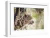 Leopard-instinia-Framed Photographic Print