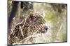 Leopard-instinia-Mounted Photographic Print