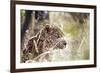 Leopard-instinia-Framed Photographic Print