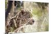 Leopard-instinia-Mounted Photographic Print