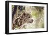 Leopard-instinia-Framed Photographic Print