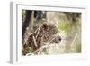 Leopard-instinia-Framed Photographic Print