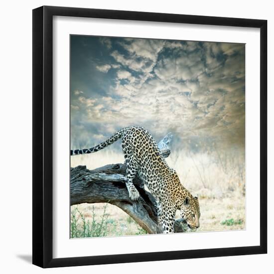 Leopard-Andrushko Galyna-Framed Photographic Print