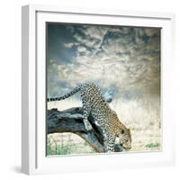 Leopard-Andrushko Galyna-Framed Photographic Print