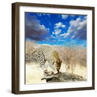 Leopard-Andrushko Galyna-Framed Photographic Print