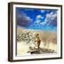 Leopard-Andrushko Galyna-Framed Photographic Print