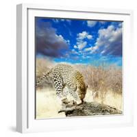 Leopard-Andrushko Galyna-Framed Photographic Print