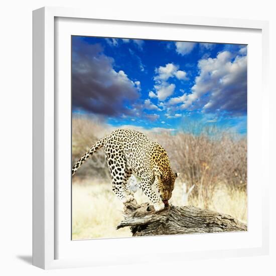 Leopard-Andrushko Galyna-Framed Photographic Print