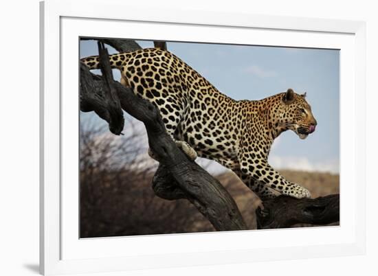 Leopard-Andrushko Galyna-Framed Photographic Print