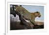 Leopard-Andrushko Galyna-Framed Photographic Print