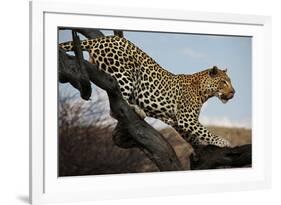 Leopard-Andrushko Galyna-Framed Photographic Print