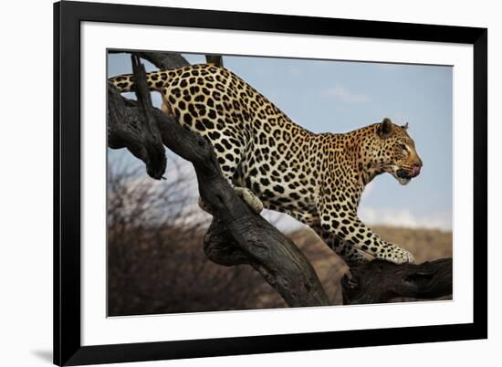 Leopard-Andrushko Galyna-Framed Photographic Print