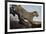 Leopard-Andrushko Galyna-Framed Photographic Print